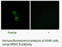 Product image for ARMC6 Antibody