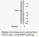 Product image for ARSF Antibody