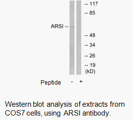Product image for ARSI Antibody
