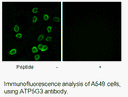 Product image for ATP5G3 Antibody
