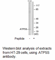 Product image for ATP5S Antibody