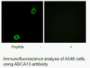 Product image for ABCA13 Antibody