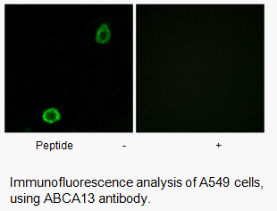 Product image for ABCA13 Antibody
