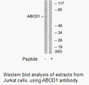 Product image for ABCD1 Antibody