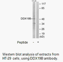 Product image for DDX19B Antibody