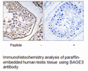 Product image for BAGE3 Antibody