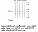 Product image for B3GALT1 Antibody