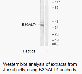 Product image for B3GALT4 Antibody
