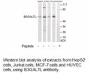 Product image for B3GALTL Antibody