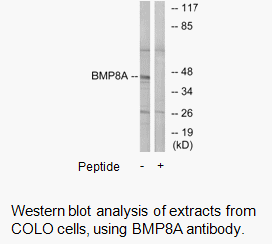 Product image for BMP8A Antibody