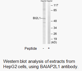 Product image for BAIAP2L1 Antibody