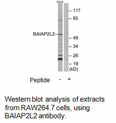 Product image for BAIAP2L2 Antibody