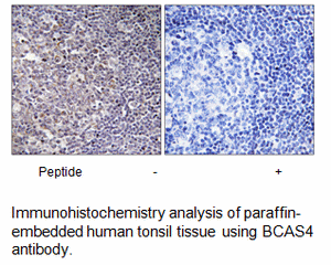Product image for BCAS4 Antibody