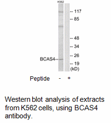 Product image for BCAS4 Antibody