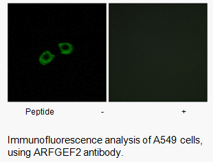 Product image for ARFGEF2 Antibody