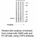 Product image for CHP2 Antibody