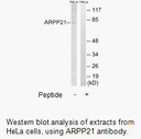 Product image for ARPP21 Antibody