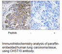 Product image for CHST10 Antibody