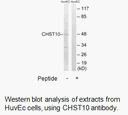 Product image for CHST10 Antibody
