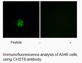 Product image for CHST6 Antibody