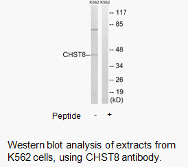 Product image for CHST8 Antibody