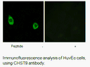 Product image for CHST9 Antibody