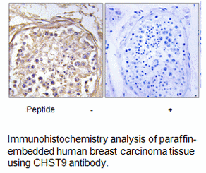 Product image for CHST9 Antibody