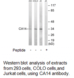 Product image for CA14 Antibody