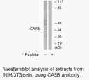 Product image for CA5B Antibody