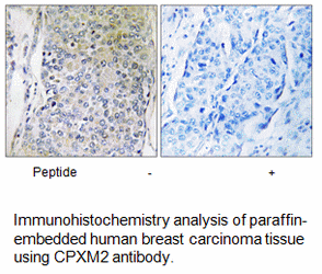 Product image for CPXM2 Antibody