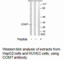 Product image for COMT Antibody