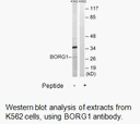 Product image for BORG1 Antibody