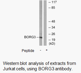 Product image for BORG3 Antibody