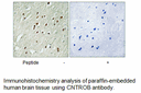 Product image for CNTROB Antibody