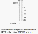 Product image for CEP290 Antibody