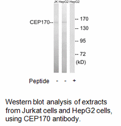 Product image for CEP170 Antibody