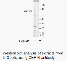 Product image for CEP76 Antibody