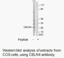 Product image for CBLN4 Antibody