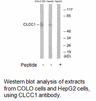 Product image for CLCC1 Antibody