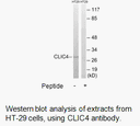 Product image for CLIC4 Antibody