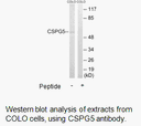 Product image for CSPG5 Antibody