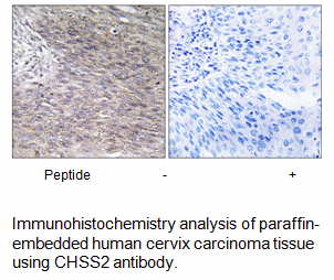 Product image for CHSY2 Antibody