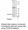 Product image for CLDN19 Antibody