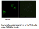 Product image for CLDN6 Antibody