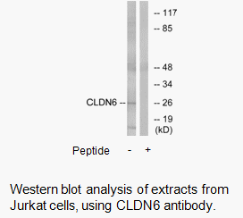 Product image for CLDN6 Antibody