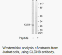 Product image for CLDN8 Antibody