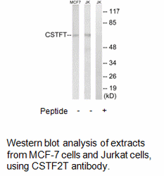 Product image for CSTF2T Antibody