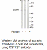 Product image for CSTF2T Antibody