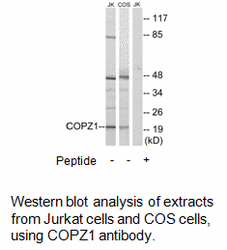 Product image for COPZ1 Antibody