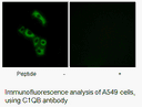 Product image for C1QB Antibody